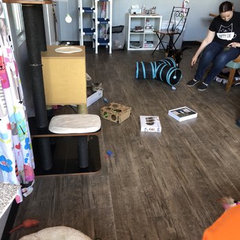 Happy Cat Cafe - They had so many toys for them all! - Coffee & Tea Near Me - Grand Rapids, Michigan