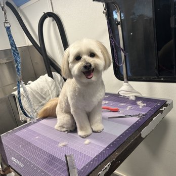 That's The Floof - Fresh haircut from That's the Floof! - Pet Groomers Near Me - Tempe, Arizona That's The Floof - Fresh haircut from That's the Floof! - Pet Groomers Near Me - Tempe, Arizona