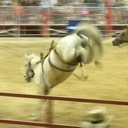 Davie Pro Rodeo - Bucking broncos!