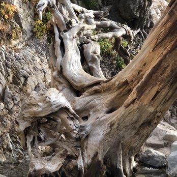 Big Falls - Tree - Hiking Near Me - Forest Falls, California