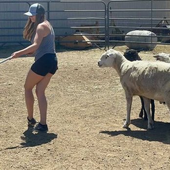 Next Gen ACS - Herding skills with Next Gen ACS. Your dog can do it too! - Pet Training Near Me Next Gen ACS - Herding skills with Next Gen ACS. Your dog can do it too! - Pet Training Near Me