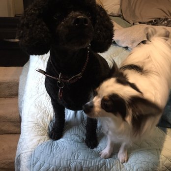 Burke Forest Veterinary Clinic - Our boys after their Burke Forest Vet groom - Veterinarians Near Me - Springfield, Virginia Burke Forest Veterinary Clinic - Our boys after their Burke Forest Vet groom - Veterinarians Near Me - Springfield, Virginia