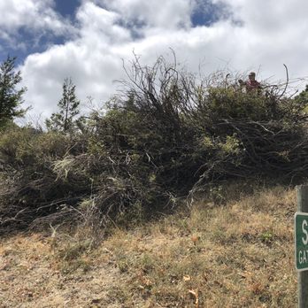 AAA Arbor First - Brush chipping - Tree Services Near Me - Morro Bay, California