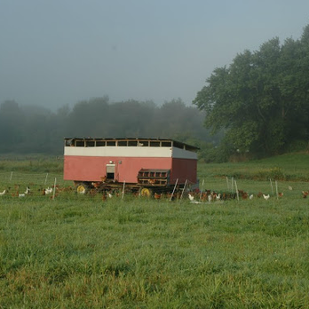 Pete & Jen's Backyard Birds - The rolling chicken coop. This is where the magic happens. - Farms Near Me - Lincoln, Massachusetts