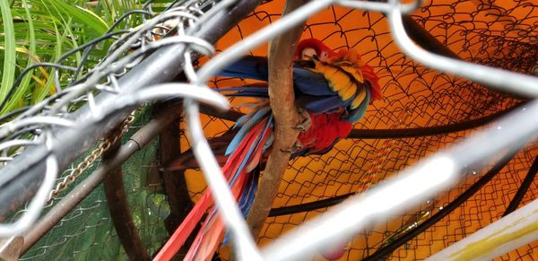 La Nueva Posada Ajijic by null