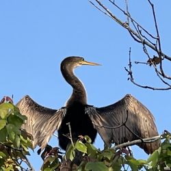 John Chesnut Sr Park - Anhinga