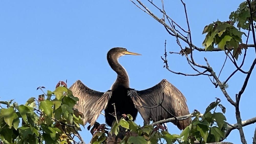 John Chesnut Sr Park Image