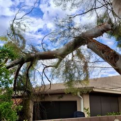 The Certified Arborist
