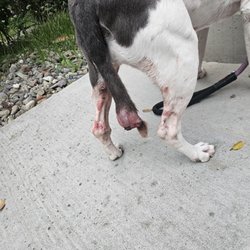 Apricot Veterinary Clinic - Pets C tumor