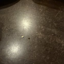Ichiban Japanese Grill & Sushi Bar - Roach crawling across the table