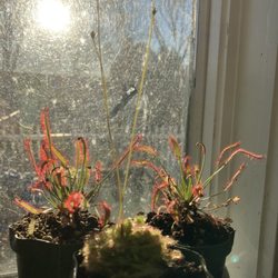 Gabriella Plants Shop - 3 carnivorous plants