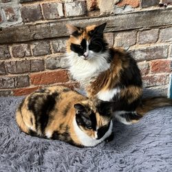 The Frisky Whisker