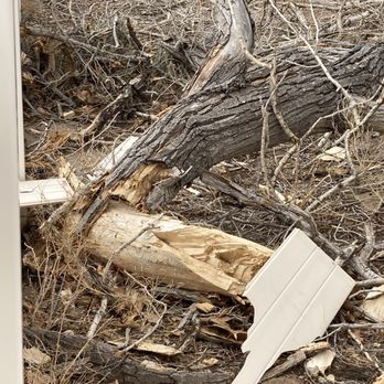 Herman's Tree & Hauling Service - Before - Tree Services Near Me - Albuquerque, New Mexico