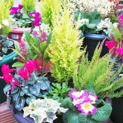 Sapcote Garden Centre - Many seasonal planted arrangements and Hanging baskets.