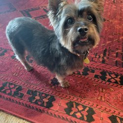 Prineville Veterinary Clinic - Buddy