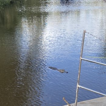 Ragin Cajun Airboat Tours - Baby alligator "loitering" by the docks. Captain said he wanted marshmellows! - Boat Tours Near Me - Luling, Louisiana Ragin Cajun Airboat Tours - Baby alligator "loitering" by the docks. Captain said he wanted marshmellows! - Boat Tours Near Me - Luling, Louisiana