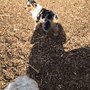 Photo of Canine Commons Dog Park