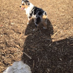 Canine Commons Dog Park - Making friends in the enclosed area.