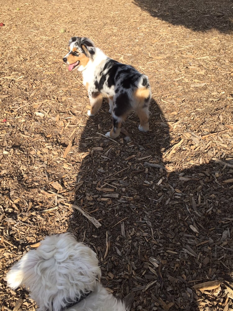 Canine Commons Dog Park