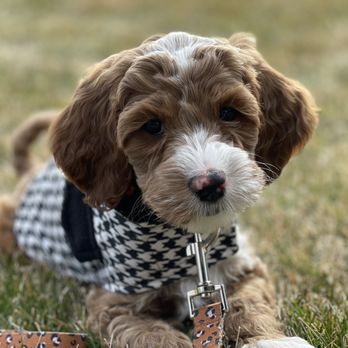High Desert Labradoodles - Theo posing for pictures - Pet Breeders Near Me High Desert Labradoodles - Theo posing for pictures - Pet Breeders Near Me
