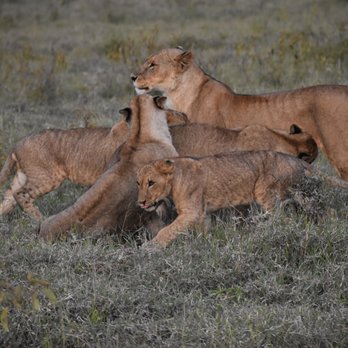 Collette - Female lion and cubs - Travel Services Near Me - Pawtucket, Rhode Island