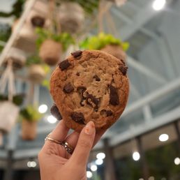 Chocolate chip cookie Chocolate chip cookie