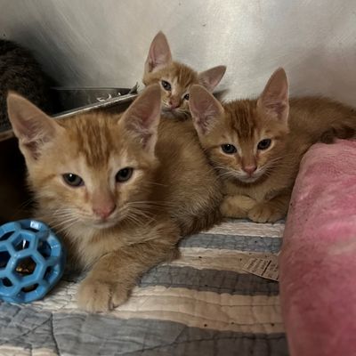 PAWS Atlanta by null