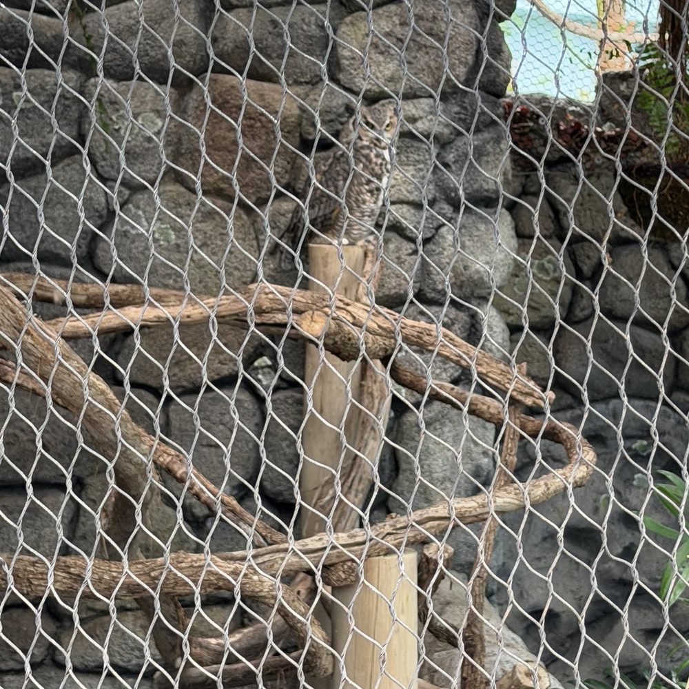 Texas State Aquarium - Owl - Aquariums Near Me - Corpus Christi, Texas Texas State Aquarium - Owl - Aquariums Near Me - Corpus Christi, Texas