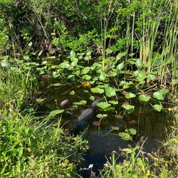 Wild Lime Adventures - Alligator
