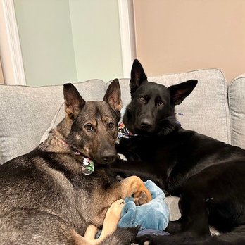 Westview Animal Hospital - Veterinarians Near Me - Baltimore, Maryland Westview Animal Hospital - Veterinarians Near Me - Baltimore, Maryland