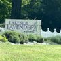 Photo of Lakeside Lavender and Herbs