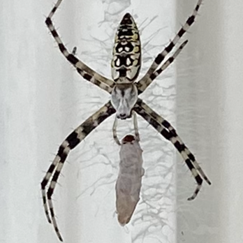 Sea2Mtn Pest Control - Pest Control Near Me - Carolina Beach, North Carolina Sea2Mtn Pest Control - Pest Control Near Me - Carolina Beach, North Carolina