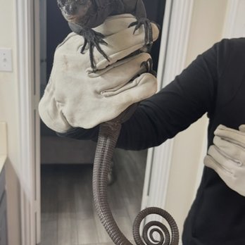 VEG ER for Pets - Black Tree Monitor (not that venomous) - Emergency Pet Hospital Near Me - Federal Way, Washington VEG ER for Pets - Black Tree Monitor (not that venomous) - Emergency Pet Hospital Near Me - Federal Way, Washington