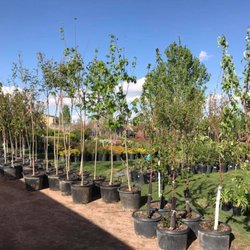 Palace Nursery - We carry a wide variety of shade and ornamental trees.