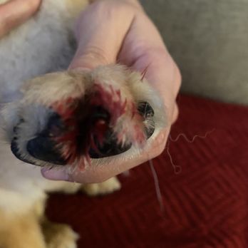 U-Wash Doggie - Four of dogs nails trimmed way too short - Pet Groomers Near Me - Saugus, California U-Wash Doggie - Four of dogs nails trimmed way too short - Pet Groomers Near Me - Saugus, California