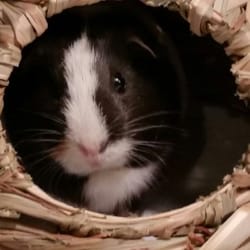 Nessa's Furry Friends - Suzie Q