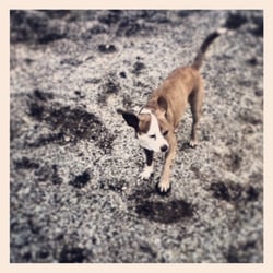 Poppy enjoys valley st dog park!