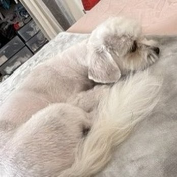 J Grooming Studio - Right after her grooming appt with Jin.  You can see her skin. - Pet Groomers Near Me - Ewa Beach, Hawaii