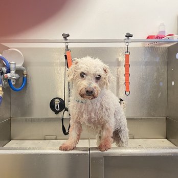 Ruff Haus Grooming - Snoopy enjoy his bath time lol - Pet Groomers Near Me - Costa Mesa, California Ruff Haus Grooming - Snoopy enjoy his bath time lol - Pet Groomers Near Me - Costa Mesa, California