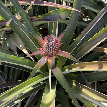 Maui Pineapple Tour - Tours Near Me - Makawao, Hawaii