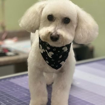Doggie Grooming Styles - PauLy D after - Pet Groomers Near Me - Campbell, California Doggie Grooming Styles - PauLy D after - Pet Groomers Near Me - Campbell, California