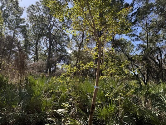 Port St. Lucie Botanical Gardens by null