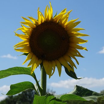 The Black Barn - a sunflower with a blue sky in the background - Fruits & Veggies Near Me - Lebanon, Ohio The Black Barn - a sunflower with a blue sky in the background - Fruits & Veggies Near Me - Lebanon, Ohio