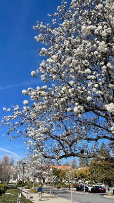CUPERTINO LIBRARY - Updated February 2026 - 200 Photos & 233 Reviews ...