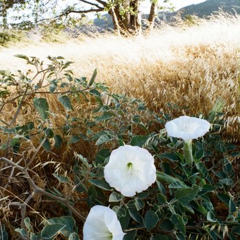 Volcan Mountain Preserve - Sun in different position. Datura on Five Oaks Trail on Volcan Mtn. Tom Brody, Oct. 2018. - Hiking Near Me - Julian, California Volcan Mountain Preserve - Sun in different position. Datura on Five Oaks Trail on Volcan Mtn. Tom Brody, Oct. 2018. - Hiking Near Me - Julian, California
