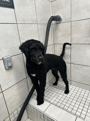 PAWS Chicago by null