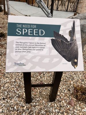 The Peregrine Fund's World Center For Birds of Prey by null