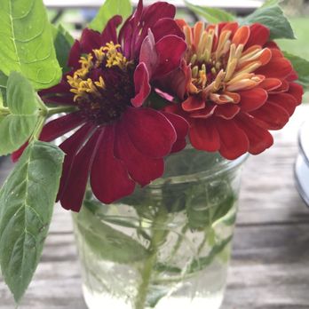 Beach Plum Farm - Fresh flowers on every table - American Near Me - West Cape May, New Jersey Beach Plum Farm - Fresh flowers on every table - American Near Me - West Cape May, New Jersey