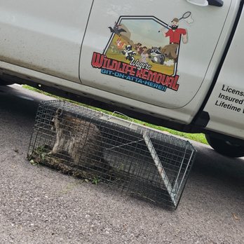 Wagers Wildlife Removal - Wildlife Control Near Me - Morrow, Ohio