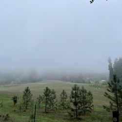 Miller Woods